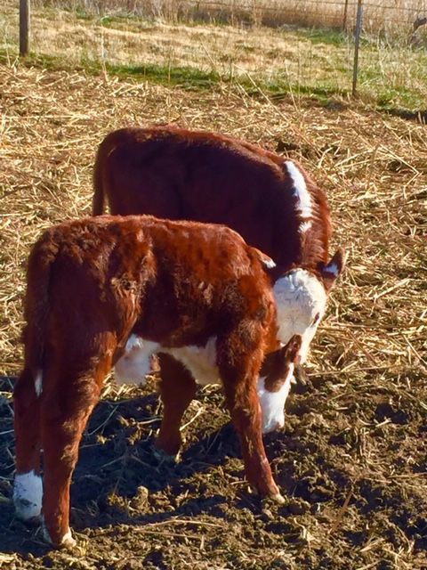 Calves